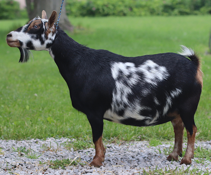 lesperance starburst